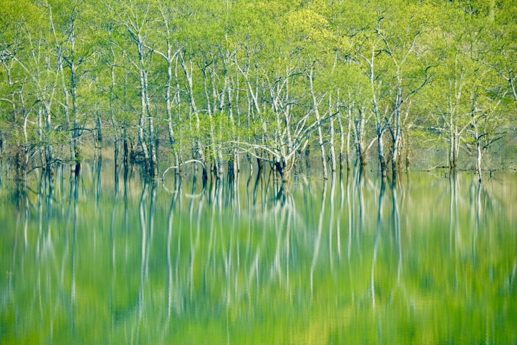 芽吹き