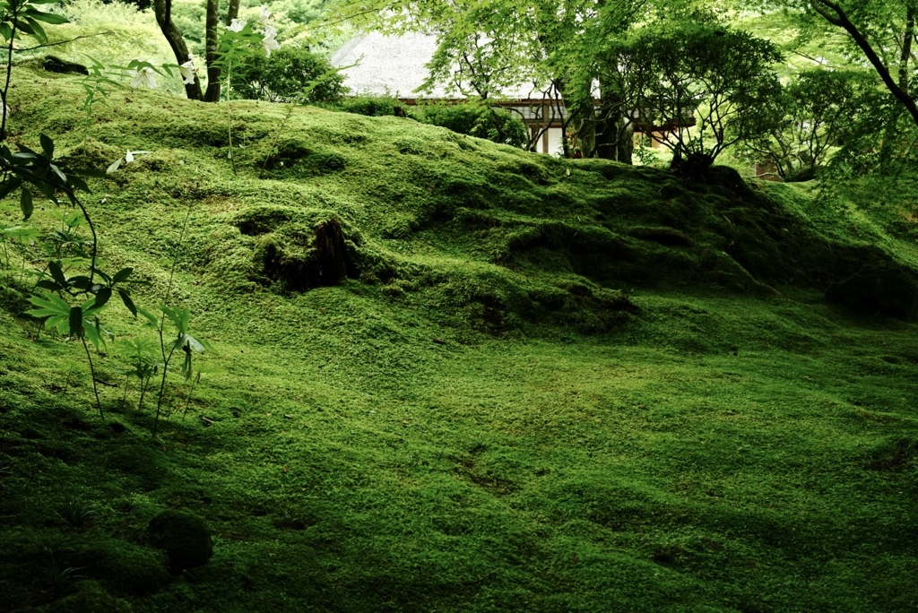 苔生す季節