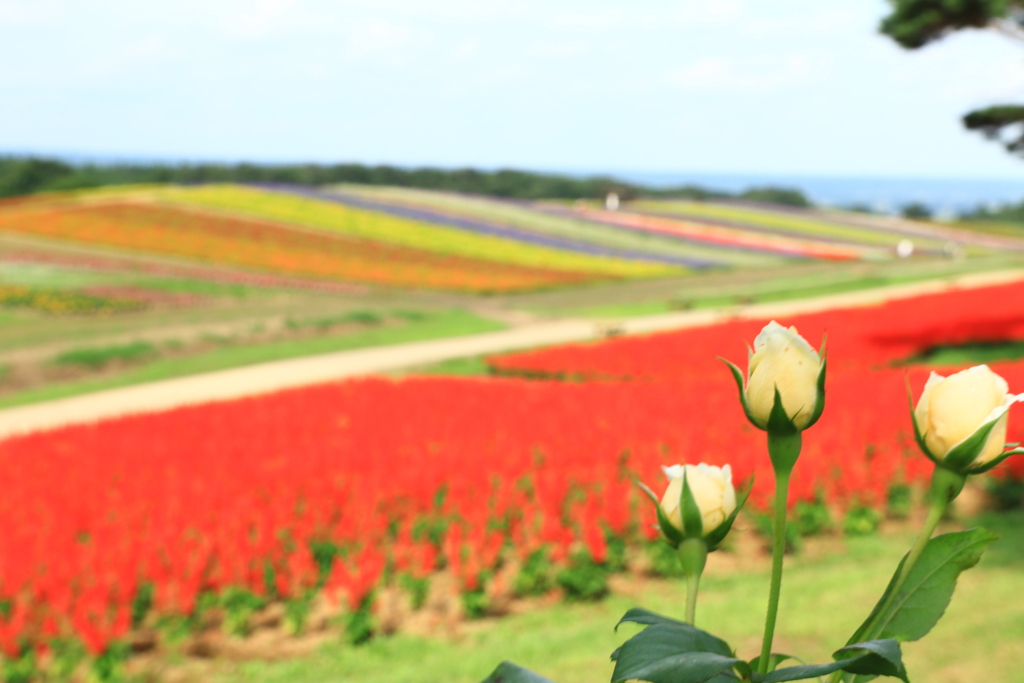 遅咲薔薇