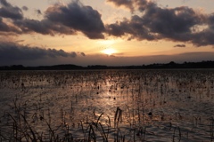 伊豆沼の夕陽