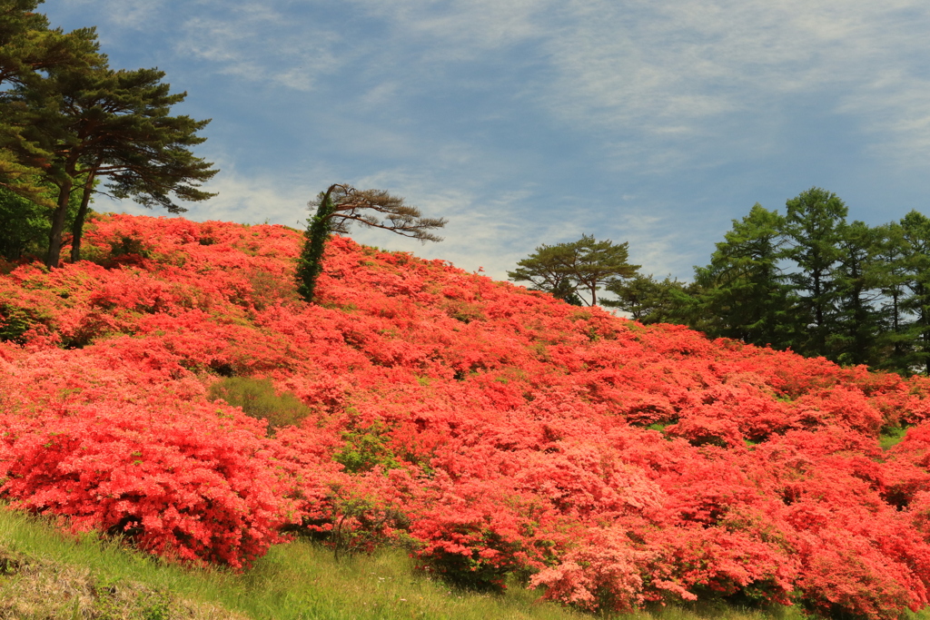 山つつじ