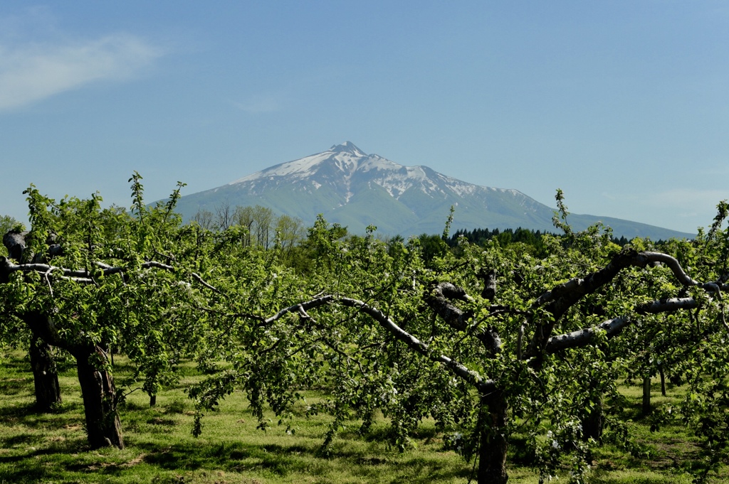 岩木山と林檎園