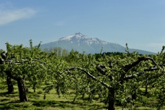 岩木山と林檎園