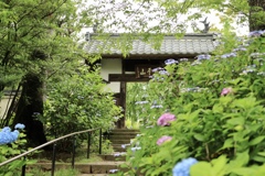 仙台 紫陽花寺  資福寺
