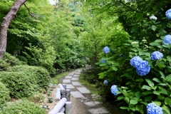 仙台 紫陽花寺 資福寺 小道