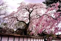 桜屋敷