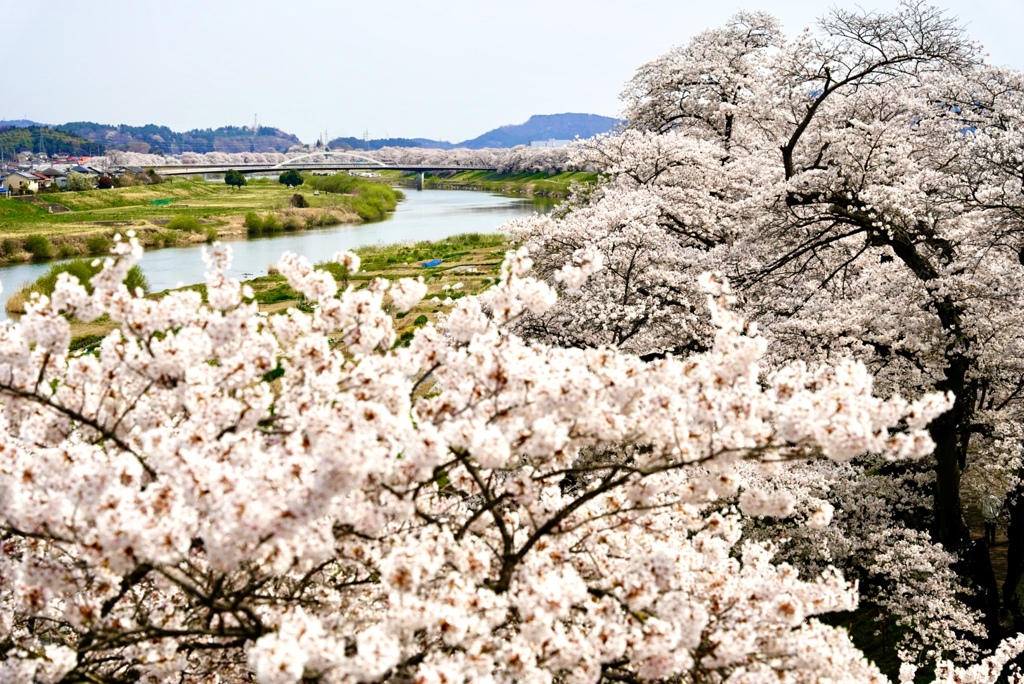 宮城柴田町一目千本桜