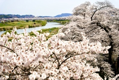 宮城柴田町一目千本桜