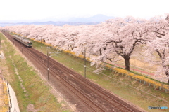 桜並木