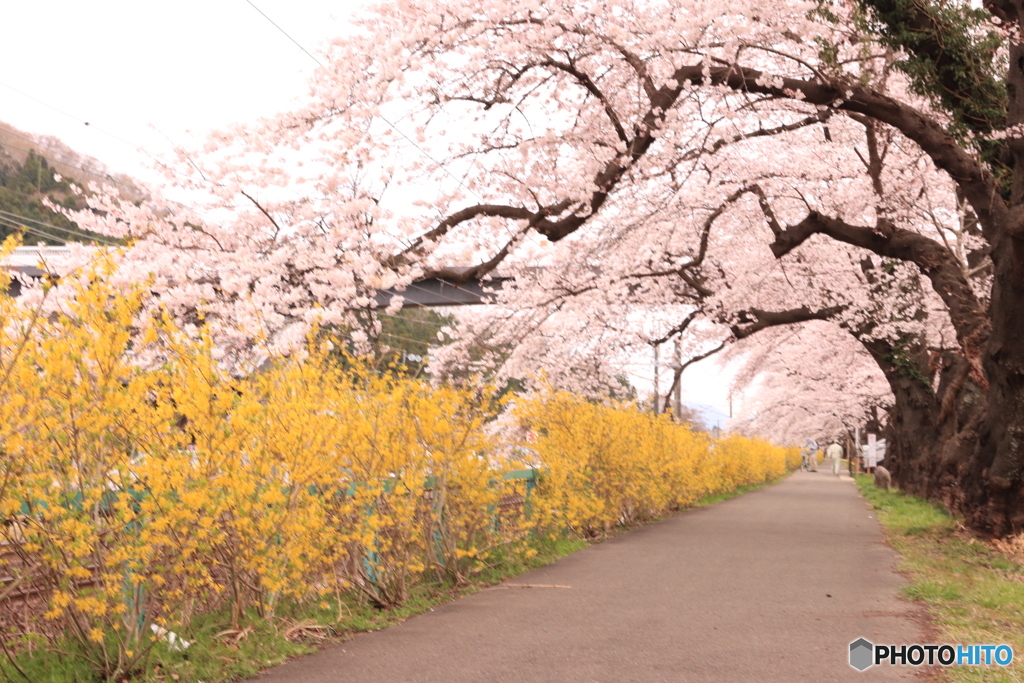 桜の歩道
