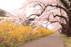 桜の歩道 桜の歩道