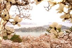 東北の春