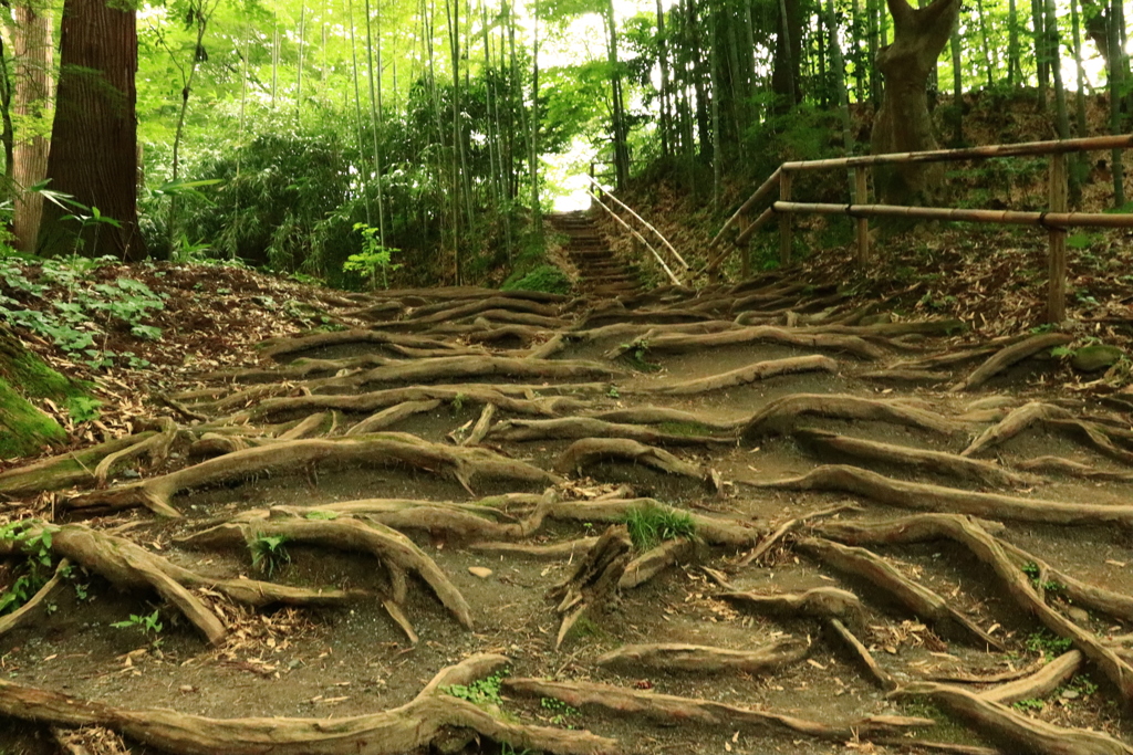 根段