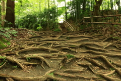 根段