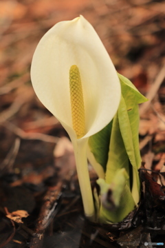 高地の春 水芭蕉2