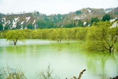 白川ダム　水没林