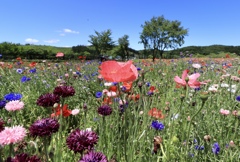 陽を浴びて輝く