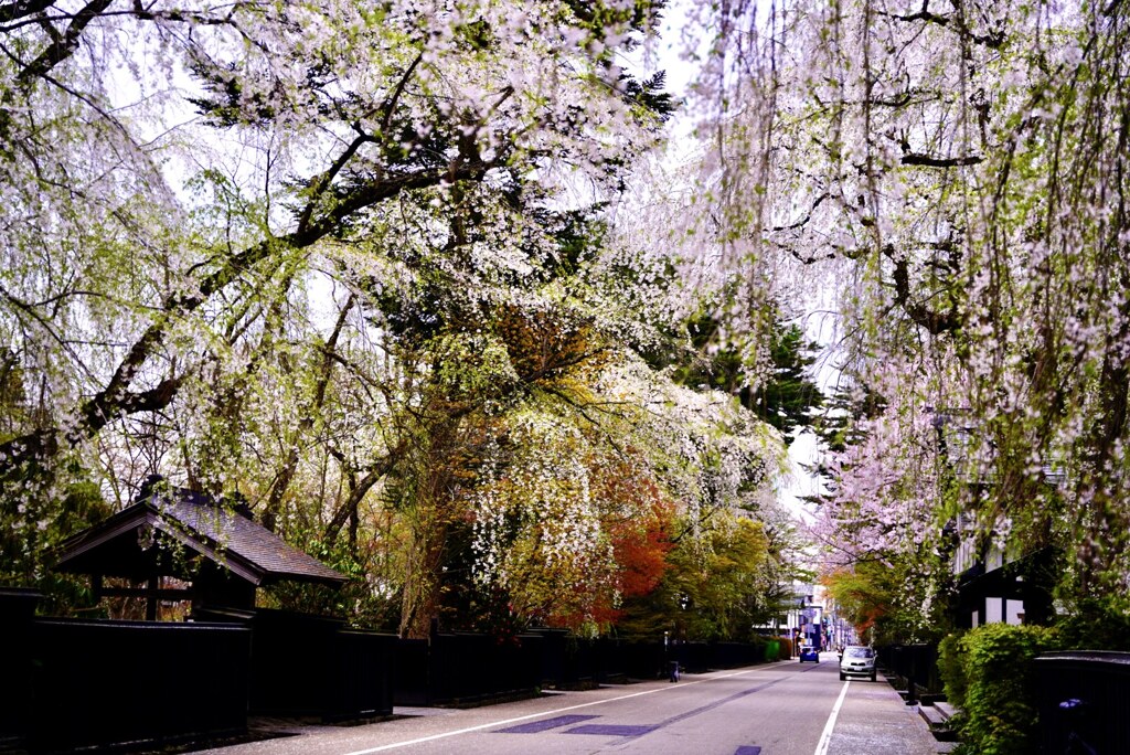 春の彩(角館)