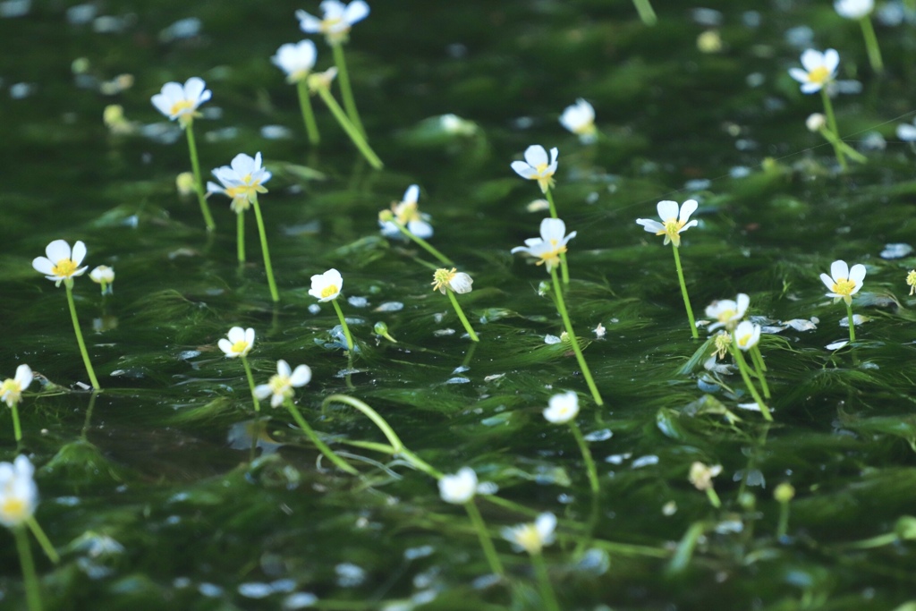 鳥海山の伏流水に咲く 梅花藻