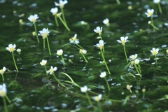鳥海山の伏流水に咲く 梅花藻