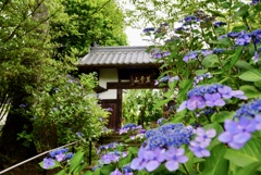 仙台紫陽花寺(資福寺)
