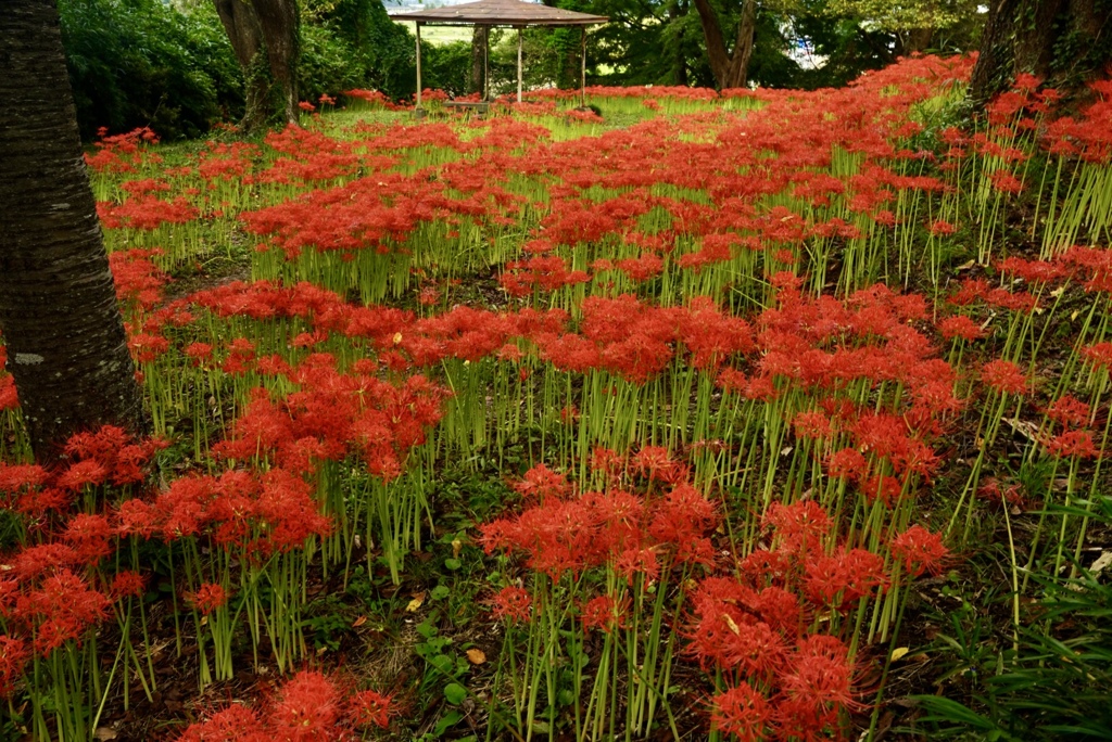 秋の始まり　彼岸花