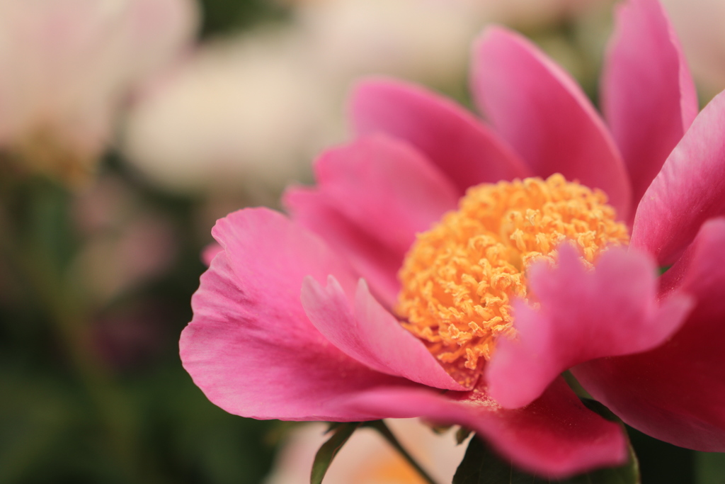 芍薬