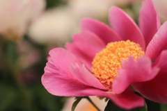 芍薬