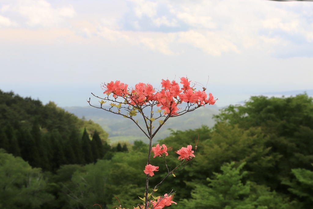 つつじ　一枝