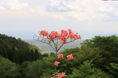 つつじ　一枝