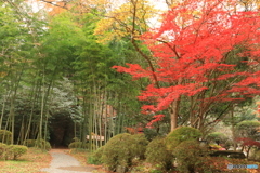竹林の秋