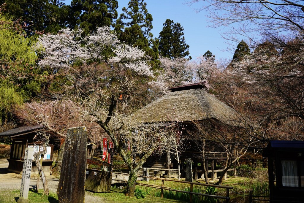 平泉の春