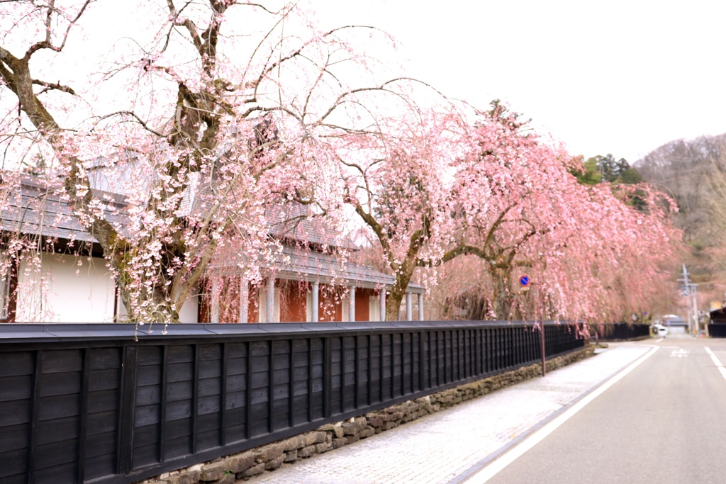角館　武家屋敷枝垂桜