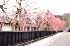 角館　武家屋敷枝垂桜