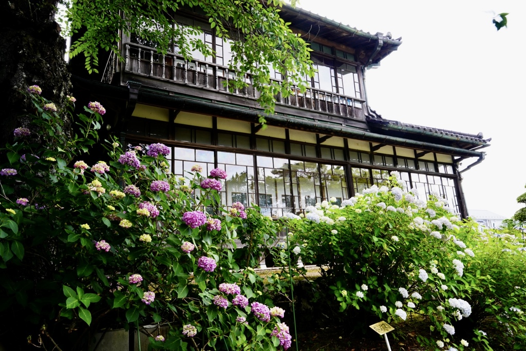 旧家に似合う紫陽花