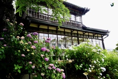 旧家に似合う紫陽花