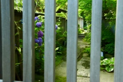 格子の向こうに