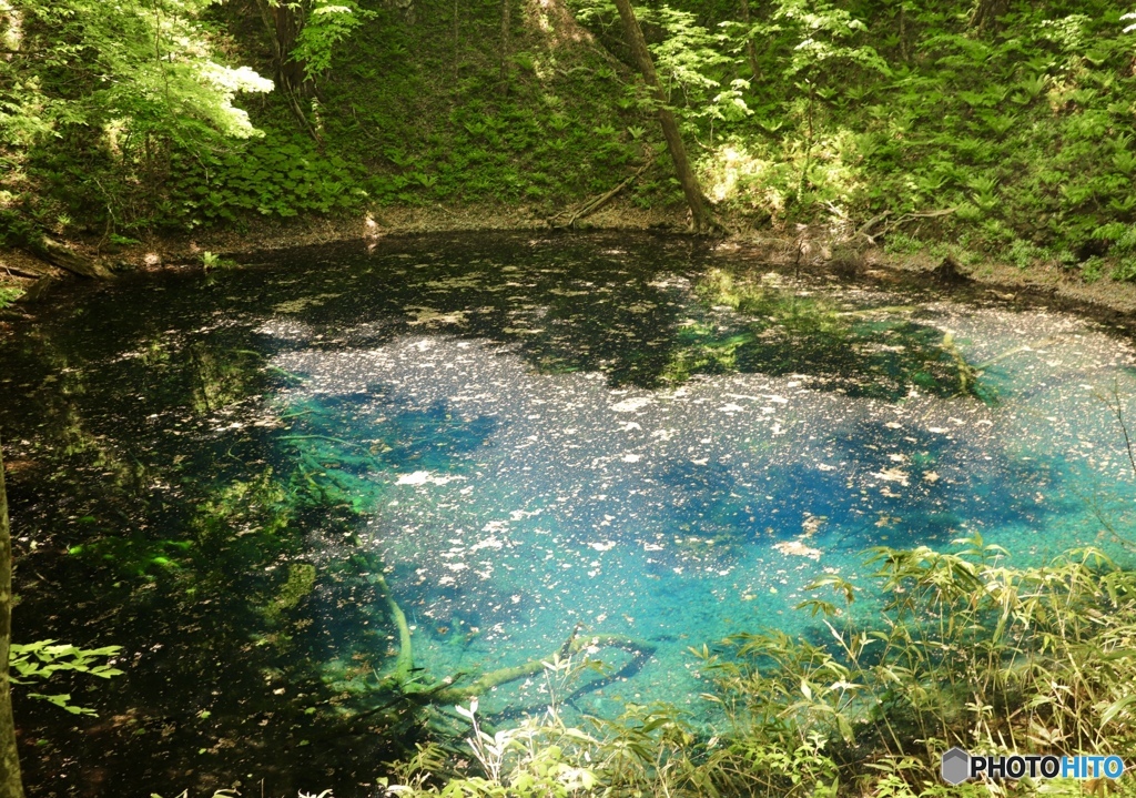 白神山地 青池 
