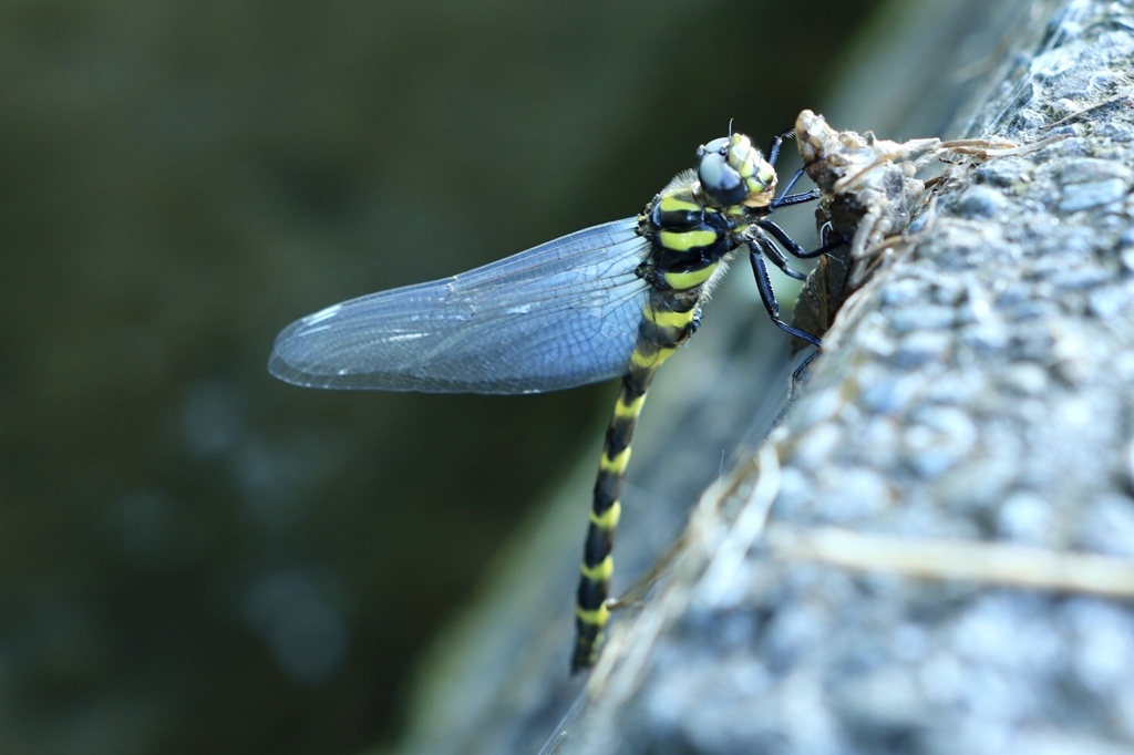 大人への旅立ち