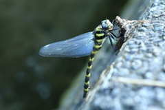 大人への旅立ち