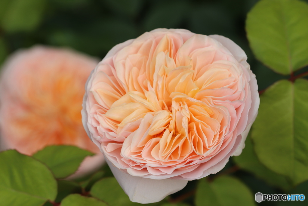 横浜イングリッシュガーデン⑤