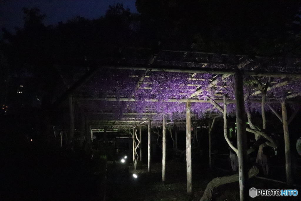 夜の散歩