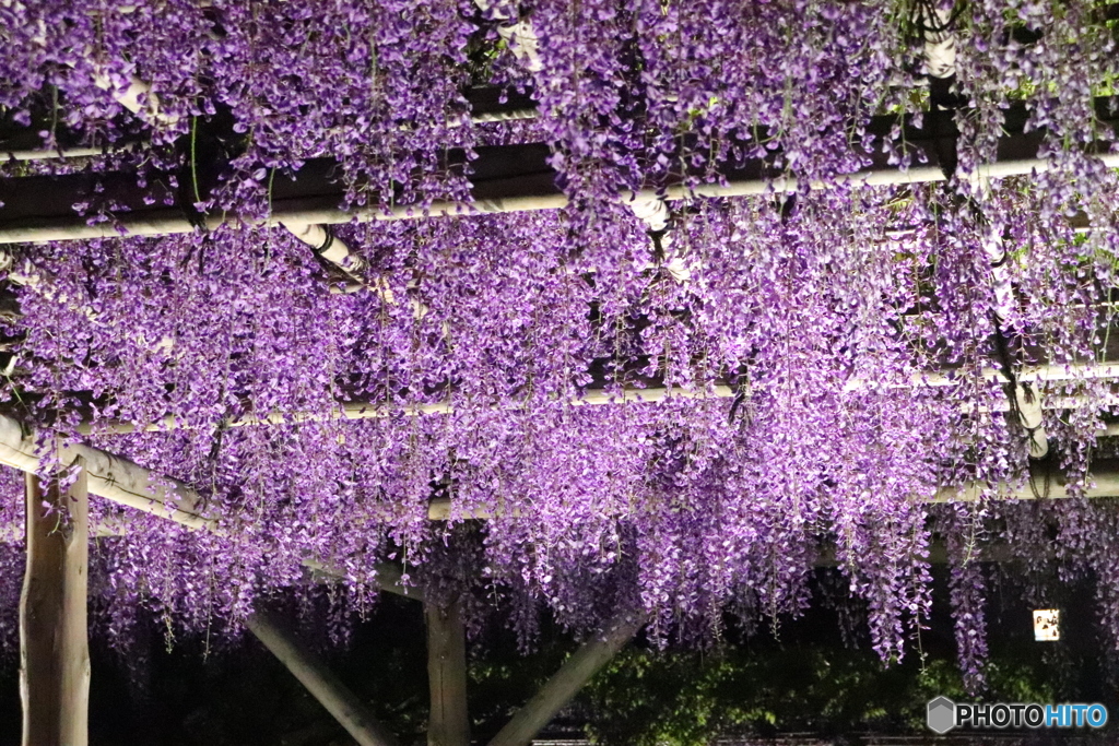 夜の散歩③
