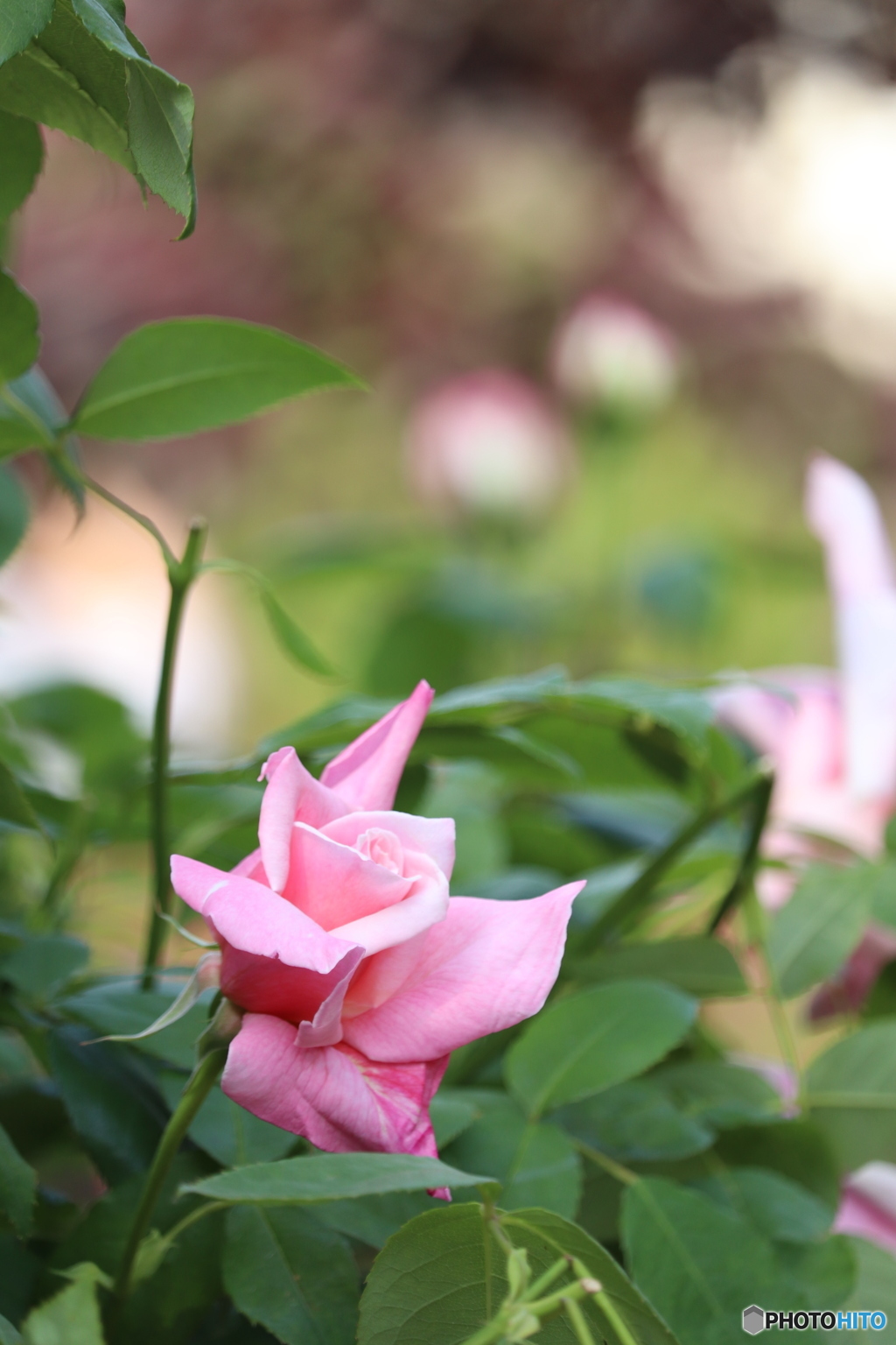 横浜イングリッシュガーデン12