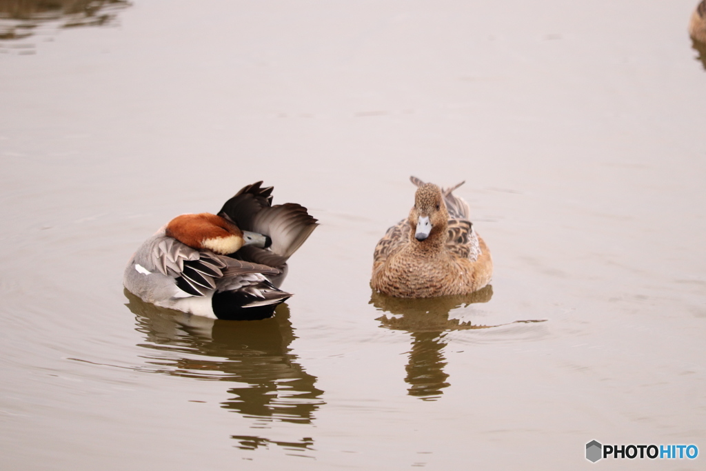 水元公園①