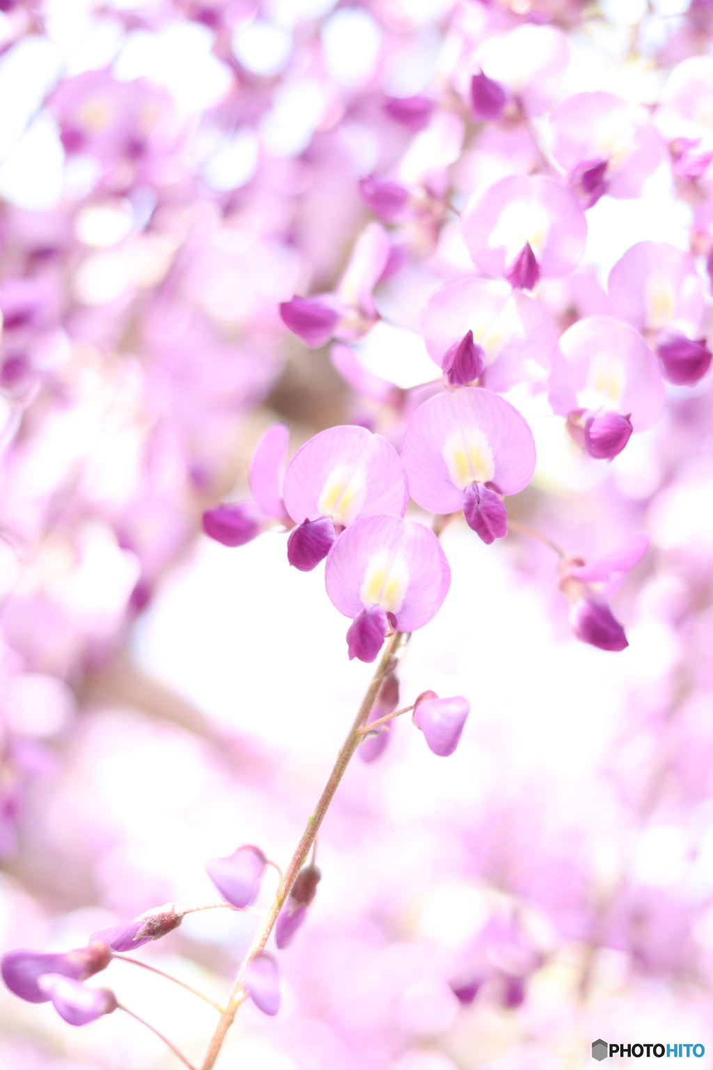 亀戸天神②