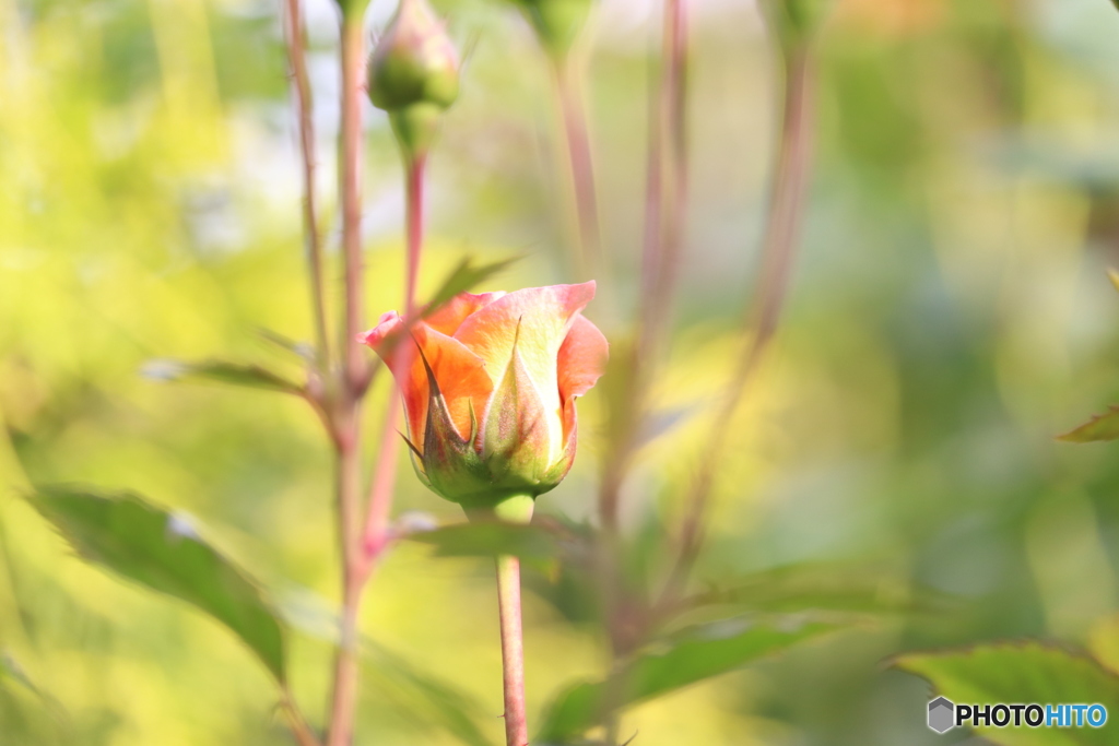 横浜イングリッシュガーデン13