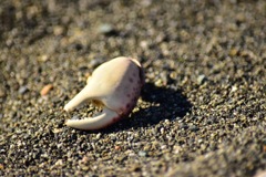 カニの決意