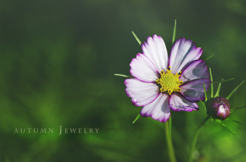 autumn jewelry
