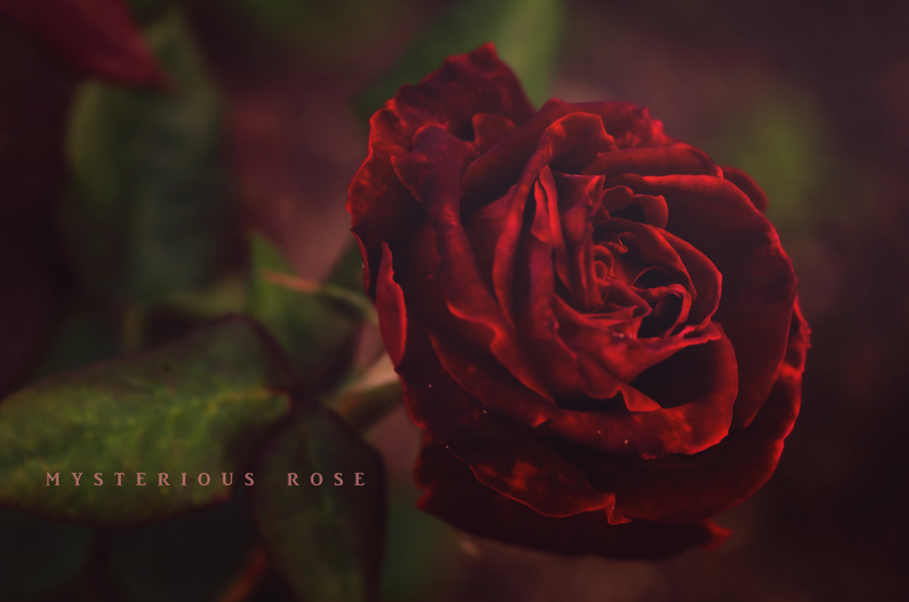 mysterious rose